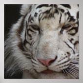 White Tiger Print Poster (Vorne)