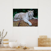 White Tiger Resting Photo Poster (Küche)