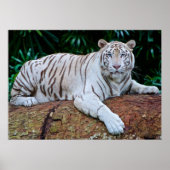 White Tiger Resting Photo Poster (Vorne)