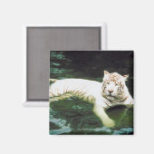 White Tiger Schwimmen friedlich Magnet (Vorderseite/Rückseite)
