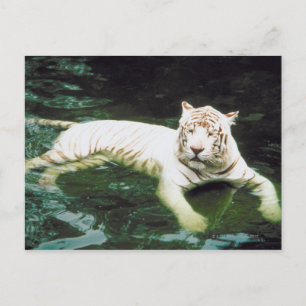 White Tiger Schwimmen friedlich Postkarte