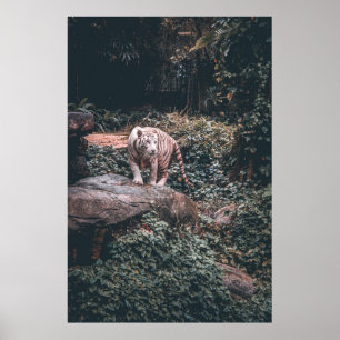WHITE TIGER STEHEND AUF GRAY STONE POSTER