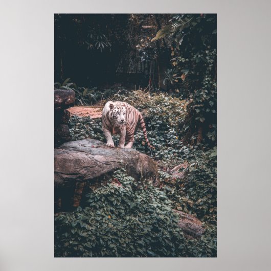 WHITE TIGER STEHEND AUF GRAY STONE POSTER (Vorne)