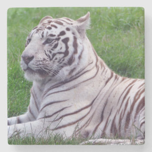 White Tiger Steinuntersetzer