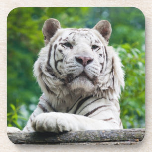 White Tiger Untersetzer