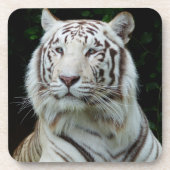White Tiger Untersetzer Set (Vorderseite)