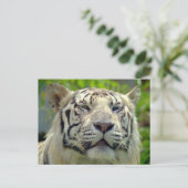 White Tiger Up Nah 2 Postkarte (Stehend Vorderseite)