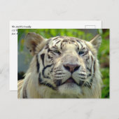 White Tiger Up Nah 2 Postkarte (Vorne/Hinten)