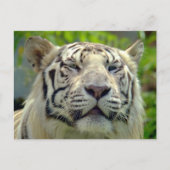 White Tiger Up Nah 2 Postkarte (Vorderseite)