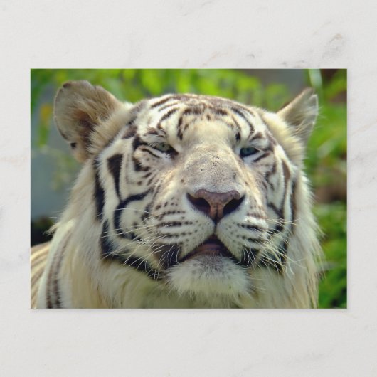 White Tiger Up Nah 2 Postkarte (Vorderseite)