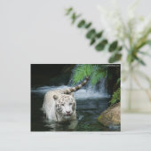 White Tiger Water Postkarte (Stehend Vorderseite)