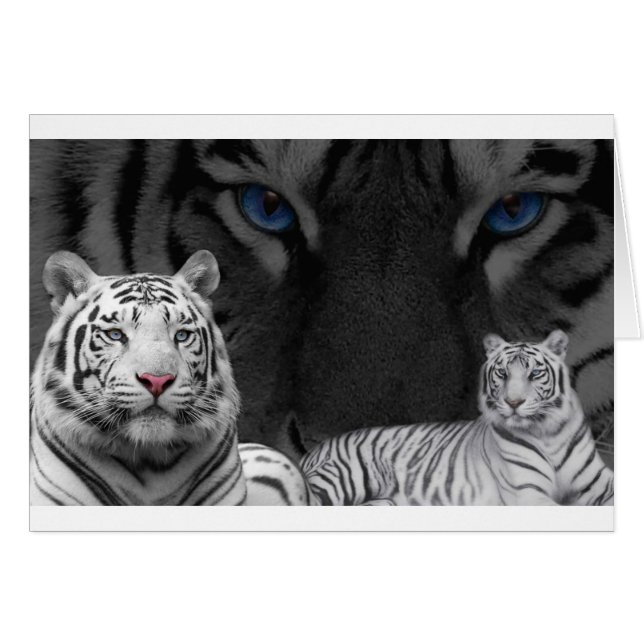 White Tigers (Vorderseite (Horizontal))