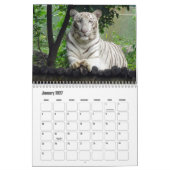 White Tigers Calendar Kalender (Jan 2027)