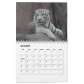 White Tigers Calendar Kalender (Mär 2026)