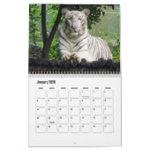 White Tigers Calendar Kalender (Jan 2026)