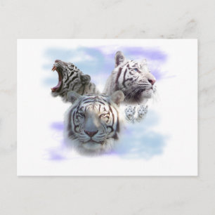 White Tigers Postkarte