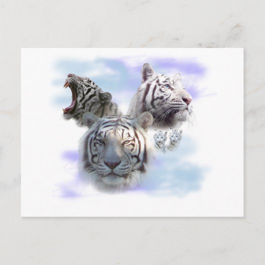 White Tigers Postkarte (Vorderseite)