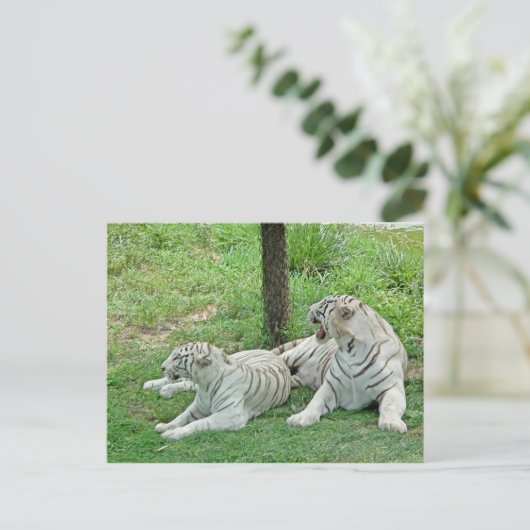 White Tigers Postkarte (Stehend Vorderseite)