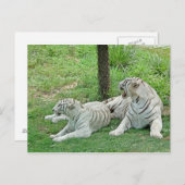 White Tigers Postkarte (Vorne/Hinten)