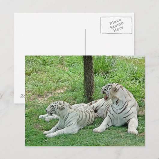 White Tigers Postkarte (Vorne/Hinten)