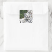 White Tigers Quadratischer Aufkleber (Tasche)