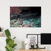 White Tip Reef Shark and Puffer Poster (Heimbüro)