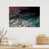 White Tip Reef Shark and Puffer Poster (Küche)
