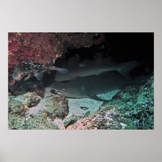White Tip Reef Shark and Puffer Poster (Vorne)