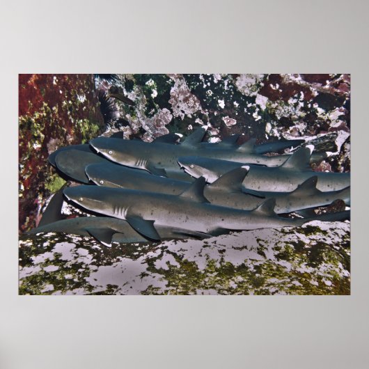 White Tip Reef Shark Pile Poster (Vorne)