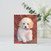 White Toy Poodle Fluffy Puppy Postkarte (Stehend Vorderseite)
