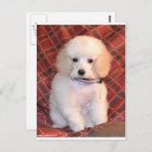 White Toy Poodle Fluffy Puppy Postkarte (Vorne/Hinten)