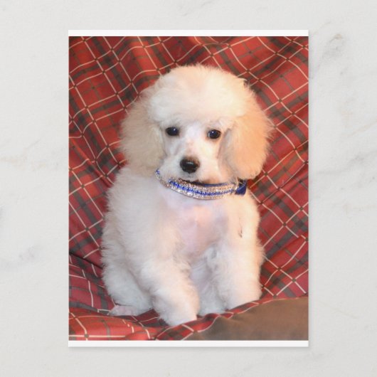 White Toy Poodle Fluffy Puppy Postkarte (Vorderseite)