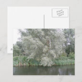 White Tree and River Landscape Postcard Postkarte (Vorne/Hinten)