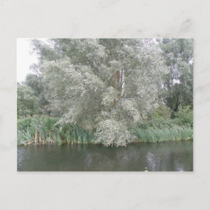 White Tree and River Landscape Postcard Postkarte