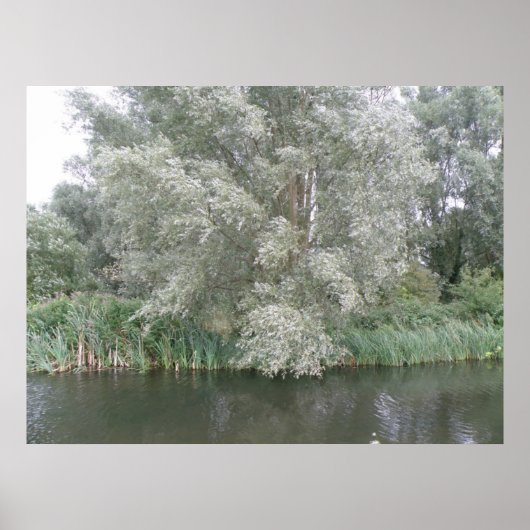 White Tree and River Landscape Print Poster (Vorne)