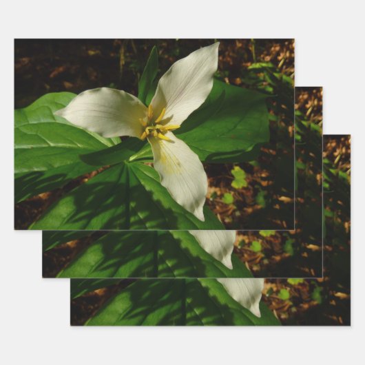 White Trillium Blume Spring Wildblume Geschenkpapier Set (Set)