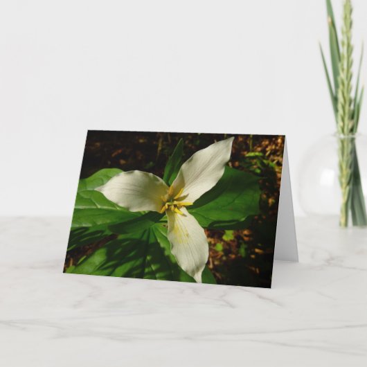 White Trillium Blume Spring Wildblume Karte (Vorderseite)