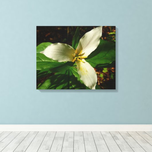 White Trillium Blume Spring Wildblume Leinwanddruck (Insitu (Holzboden))