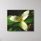 White Trillium Blume Spring Wildblume Leinwanddruck (Vorderseite)