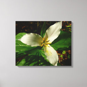White Trillium Blume Spring Wildblume Leinwanddruck
