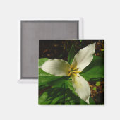 White Trillium Blume Spring Wildblume Magnet (Vorderseite/Rückseite)
