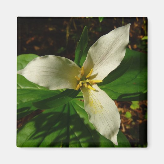 White Trillium Blume Spring Wildblume Magnet (Vorne)