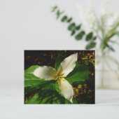 White Trillium Blume Spring Wildblume Postkarte (Stehend Vorderseite)