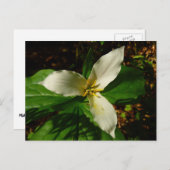 White Trillium Blume Spring Wildblume Postkarte (Vorne/Hinten)