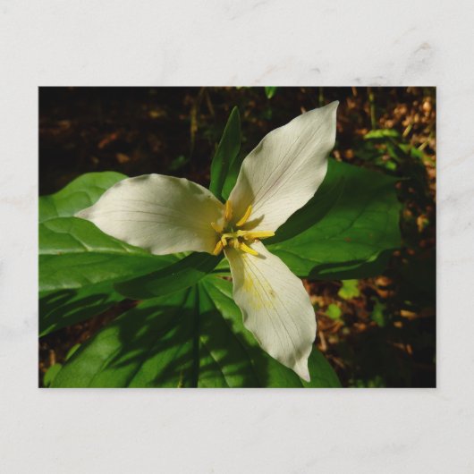White Trillium Blume Spring Wildblume Postkarte (Vorderseite)
