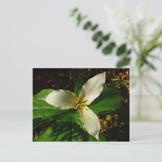 White Trillium Blume Spring Wildblume Postkarte (Stehend Vorderseite)