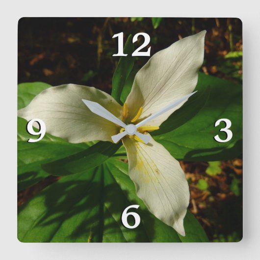 White Trillium Blume Spring Wildblume Quadratische Wanduhr (Vorderseite)