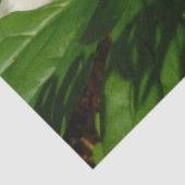 White Trillium Blume Spring Wildblume Seidenpapier (Detail)