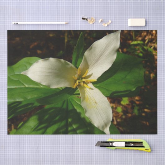 White Trillium Blume Spring Wildblume Seidenpapier (Handwerk)