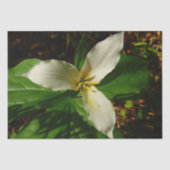 White Trillium Blume Spring Wildblume Seidenpapier (Vorderseite)
